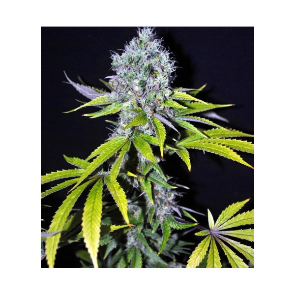 CBD YummY â&#153;&#128;  - 1